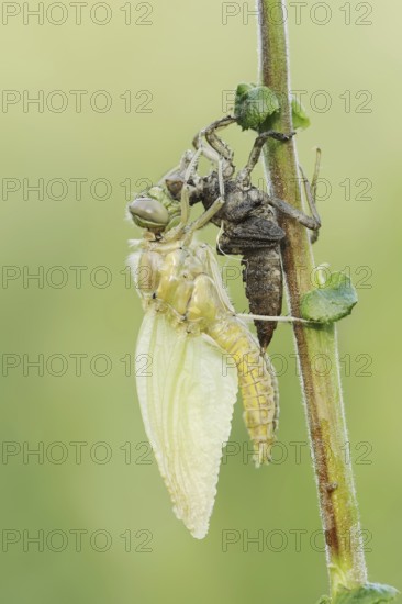 Black-tailed Skimmer (Orthetrum cancellatum), freshly hatched with exuvia, North Rhine-Westphalia,