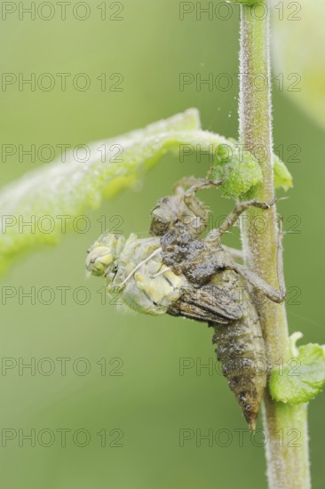 Black-tailed Skimmer (Orthetrum cancellatum), hatch, larva, dragonfly larva, North