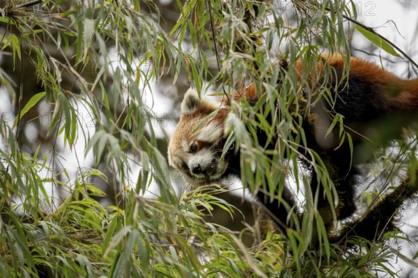 Western Red panda (Ailurus fulgens), feeding on bamboo, Singalila National Park, Gairibas, Jamuna,