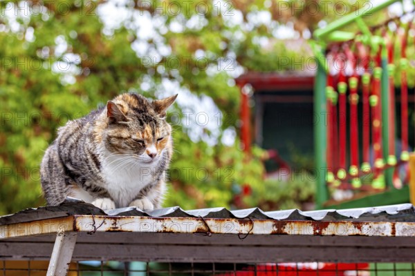 A cat sits comfortably on a corrugated iron roof in a colourful environment with trees, A domestic
