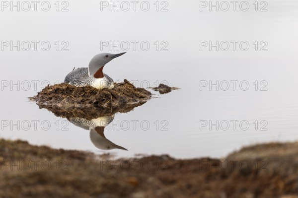 Red-throated diver (Gavia stellata) breeding on the nest, Aventdalen, Longyearbyen, Spitsbergen,