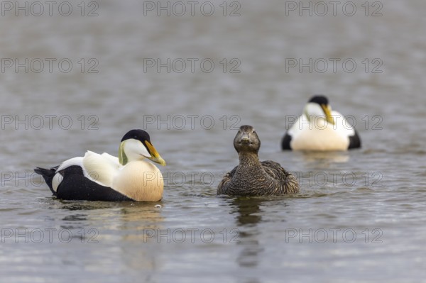 Eider duck (Somateria mollissima), hen with drake during mating behaviour, duck birds (Anatidae),