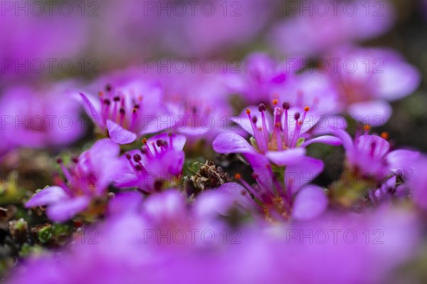 Red saxifrage (Saxifraga oppositifolia), saxifrage family (Saxifragaceae), Jotunkjeldene,