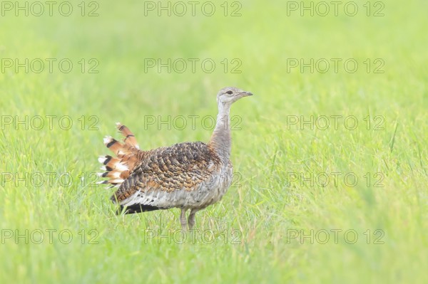 Great Bustard (Otis tarda), standing in a meadow, steppe bird, extremely rare bird species,