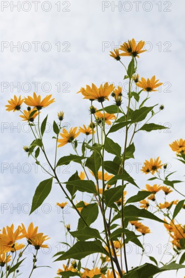 Jerusalem artichoke (Helianthus tuberosus), yellow blossom, flowers, plants, Oberuhldingen