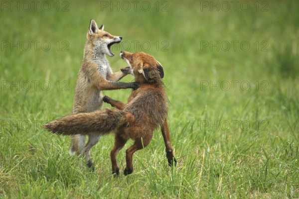 Red fox (Vulpes vulpes) male and weaned young playing on a mown meadow in light rain, Allgäu,