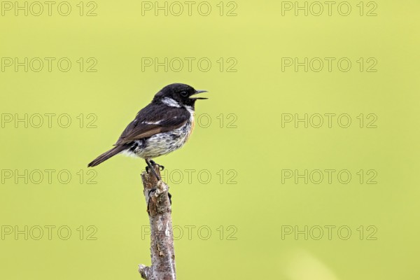 Small bird singing on a branch, background is blurred green, A male stonechat (Saxicola rubicola)
