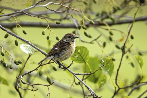 Small bird sitting on a branch with green leaves in a quiet natural environment, A female stonechat