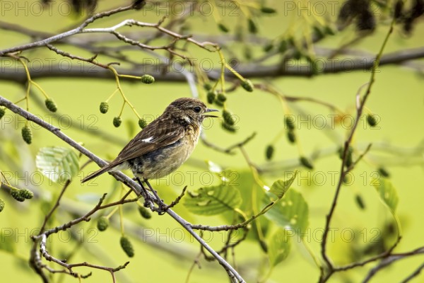 Small bird sitting and singing on a branch, surrounded by green leaves in a peaceful atmosphere, A
