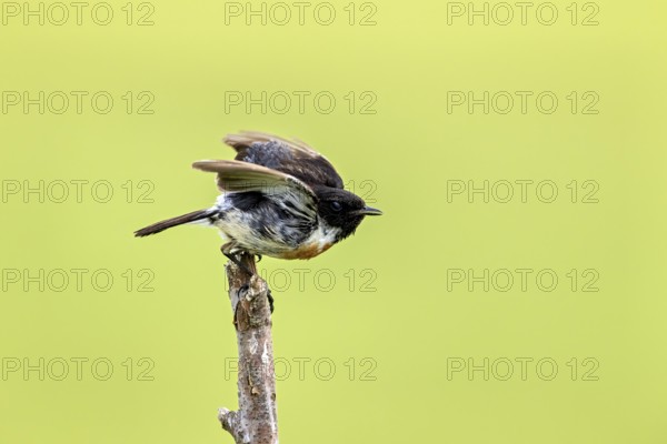 Bird spreading its wings, ready to fly, on a branch against a green background, A male stonechat