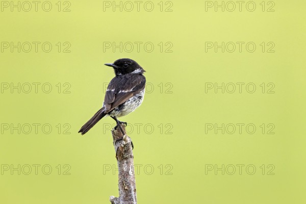 Bird sitting with dorsal view on a branch in front of a green background, A male stonechat