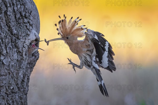 Hoopoe (Upupa epops) Bird of the Year 2022, male with food, prey, foraging, food for the young