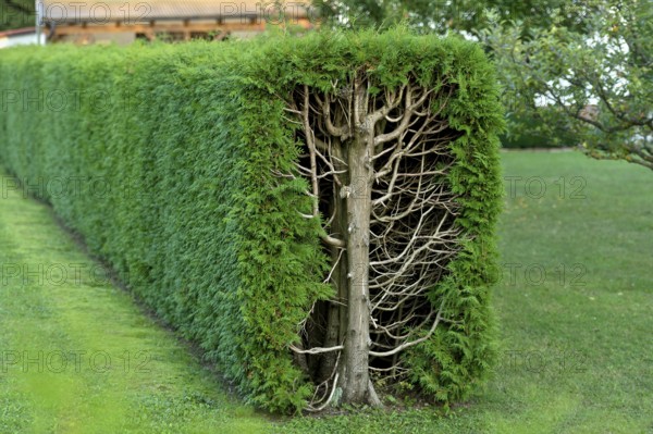 Arborvitae, thujas (Thuja), rectangular hedge, cross-section, tree trunk, branches, twigs and