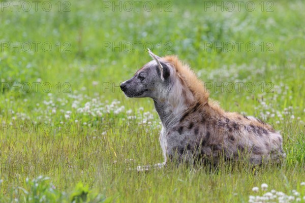 An adult male spotted hyena (Crocuta crocuta) lying in a green meadow, observing something.