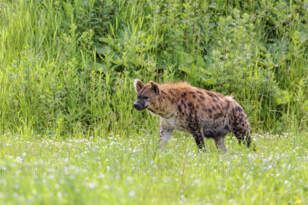 An adult female spotted hyena (Crocuta crocuta) runs across a green meadow. Southern part of Africa