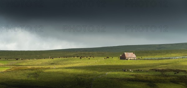 Auvergne Volcanoes Regional Natural Park. Cezallier. Herd of cows near a farmhouse (buron) under a