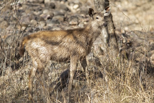 Sambar or sambar deer or horse deer (Cervus unicolor or Rusa unicolor) in the dry forest in