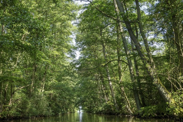 Canal between Leppinsee and Woterfitzsee, trees, Müritz National Park, Mecklenburg Lake District,