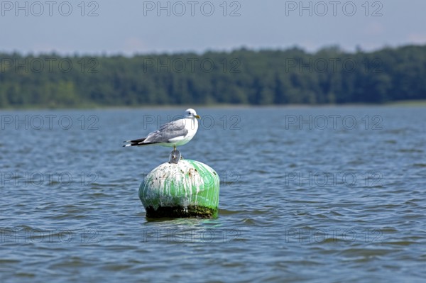 Gull, Mew Gull (Larus canus) sitting on a buoy, Woterfitzsee, Müritz National Park, Mecklenburg