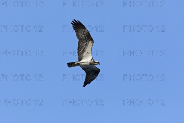Osprey (Pandion haliaetus) in flight over Lake Leppin, Rechlin, Mecklenburg Lake District,