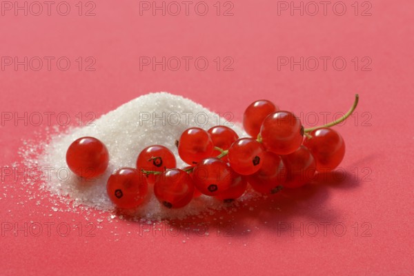 Redcurrants and piles of sugar