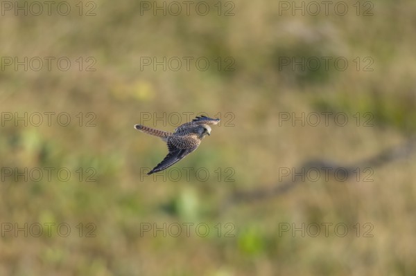 Common kestrel (Falco tinnunculus) flying in the Vosges Mountains, wildlife, France