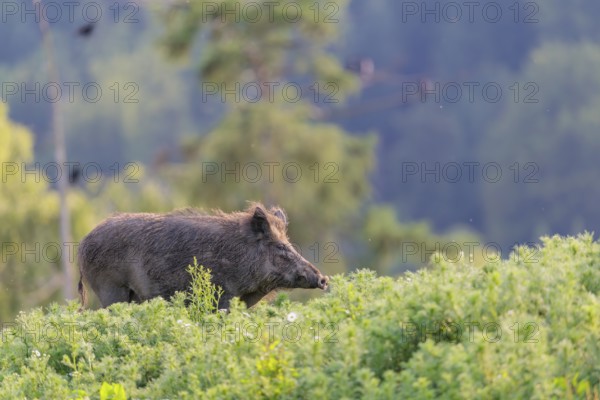 A wild boar (Sus scrofa) runs across a field of wild chamomile (Matricaria chamomilla). Bavaria,