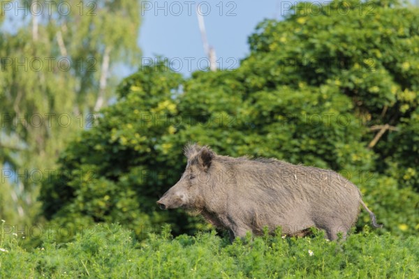A wild boar (Sus scrofa) stands in a field of wild chamomile (Matricaria chamomilla). Bavaria,