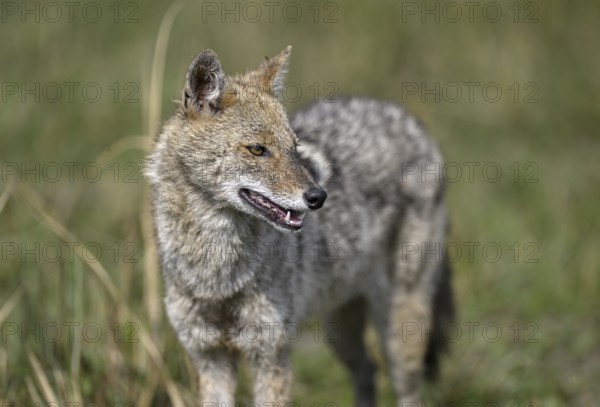 Indian jackal (Canis aureus indicus), Corbett National Park, near Ramnagar, Uttarakhand State,