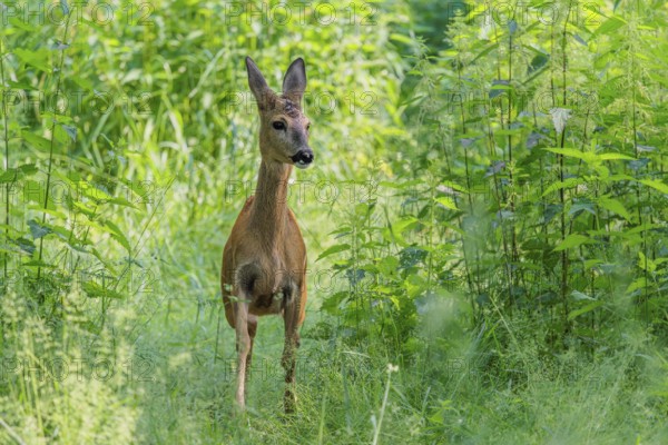 A female roe deer (Capreolus capreolus) crosses a nettle thicket. Bavaria, Germany