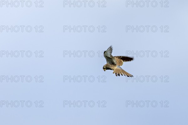 A Common Kestrel soars in the blue sky with outstretched wings, The kestrel (Falco tinnunculus)