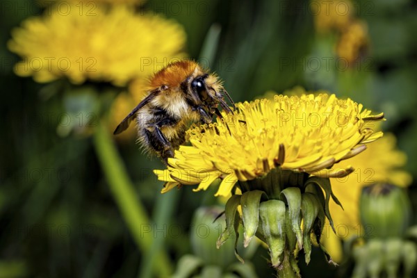 A bee sits on a yellow dandelion flower surrounded by a green background in a spring scene, The