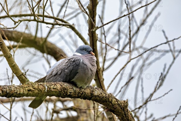 A pigeon sits attentively on a branch with intertwined twigs in the background, The wood pigeon
