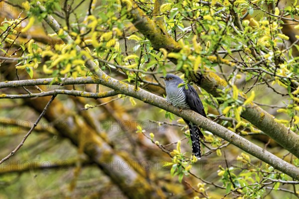 Cuckoo sitting on a branch in a blooming spring landscape, surrounded by green-yellow leaves, The