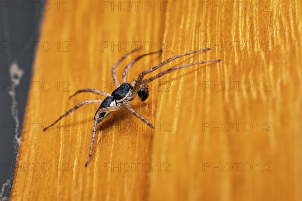 A macro photograph of a black spider on an orange-coloured wooden background, White-edged Flat