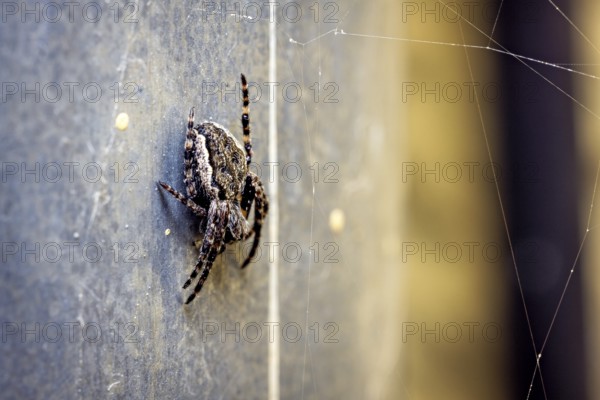 Close-up of a spider on a wall, surrounded by spider webs. The colours are grey and yellow, The