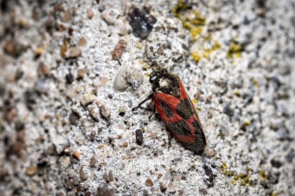A black and red insect resting on a rough, grey surface, blood cicadas (Cercopidae) Herleshausen,
