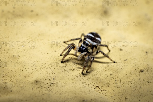 Macrophotograph of a spider on a yellow sandy ground, the wall zebra jumping spider (Salticus