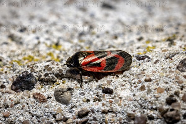 Close-up of a black and red insect on a textured grey background, blood cicada (Cercopidae)