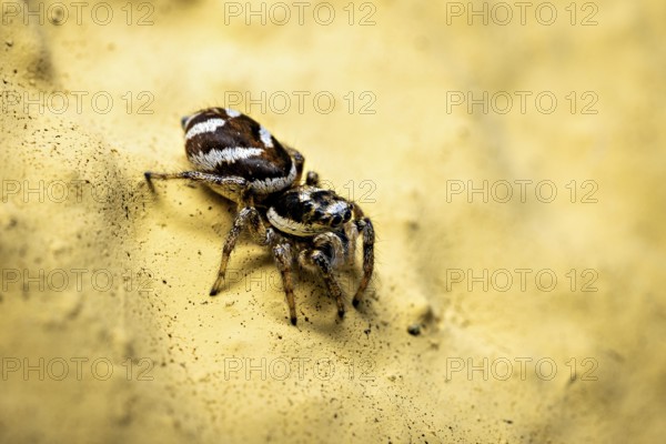 Close-up of a jumping spider on a sandy yellow background, the wall zebra jumping spider (Salticus