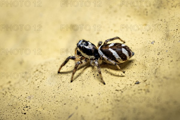 Close-up of a jumping spider on a yellow textured surface, the wall zebra jumping spider (Salticus