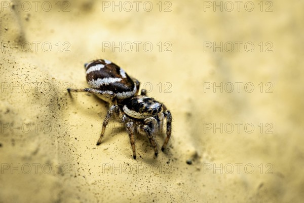 Jumping spider in close-up on a yellow sandy surface, the wall zebra jumping spider (Salticus