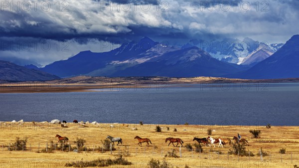 Horses grazing in vast steppes against a picturesque mountain backdrop and cloudy sky, A gaucho