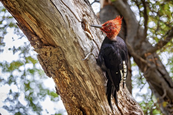 A woodpecker with a distinctive red head clings to a tree trunk in the forest, A Magellanic