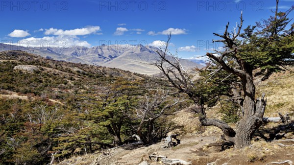 Vast mountain landscape with trees and clear blue sky, The landscape of Patagonia in Argentina