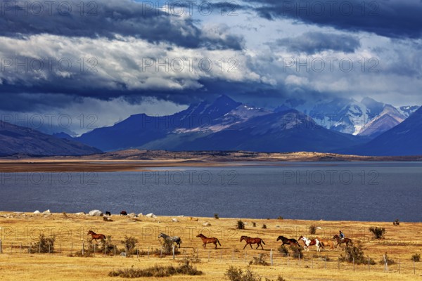 Imposing mountain scenery with a herd of horses by the lake under a dramatic sky, A gaucho with his
