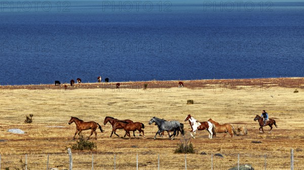 Horses move along the lakeshore in a wide, stony steppe, A gaucho with his horses in the landscape