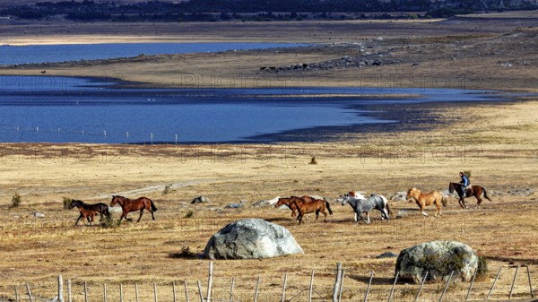 Rider drives herd of horses through dry steppe along the blue lake, A gaucho with his horses in the