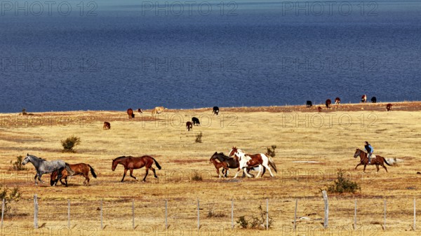 Rider with a herd of horses in a vast steppe landscape by a blue lake, A gaucho with his horses in