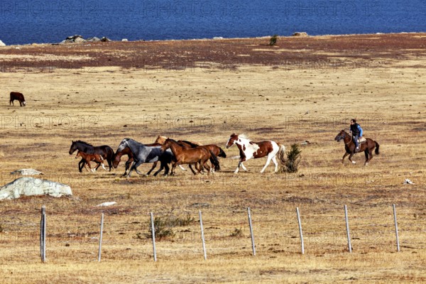 Rider accompanies herd of horses through dry, wide steppe by the lake, A gaucho with his horses in